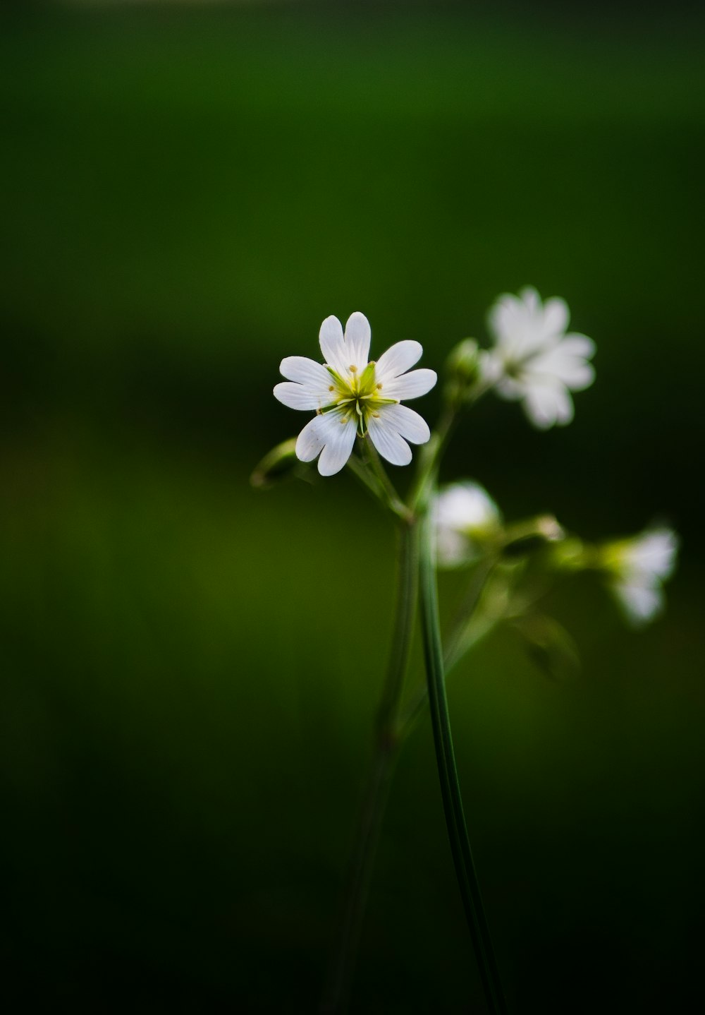 Fotografía de enfoque selectivo de flores de pétalos blancos