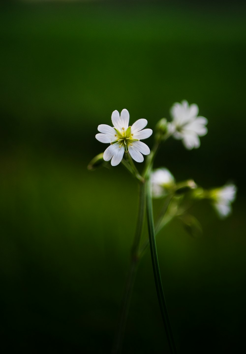Photographie sélective de fleurs aux pétales blancs