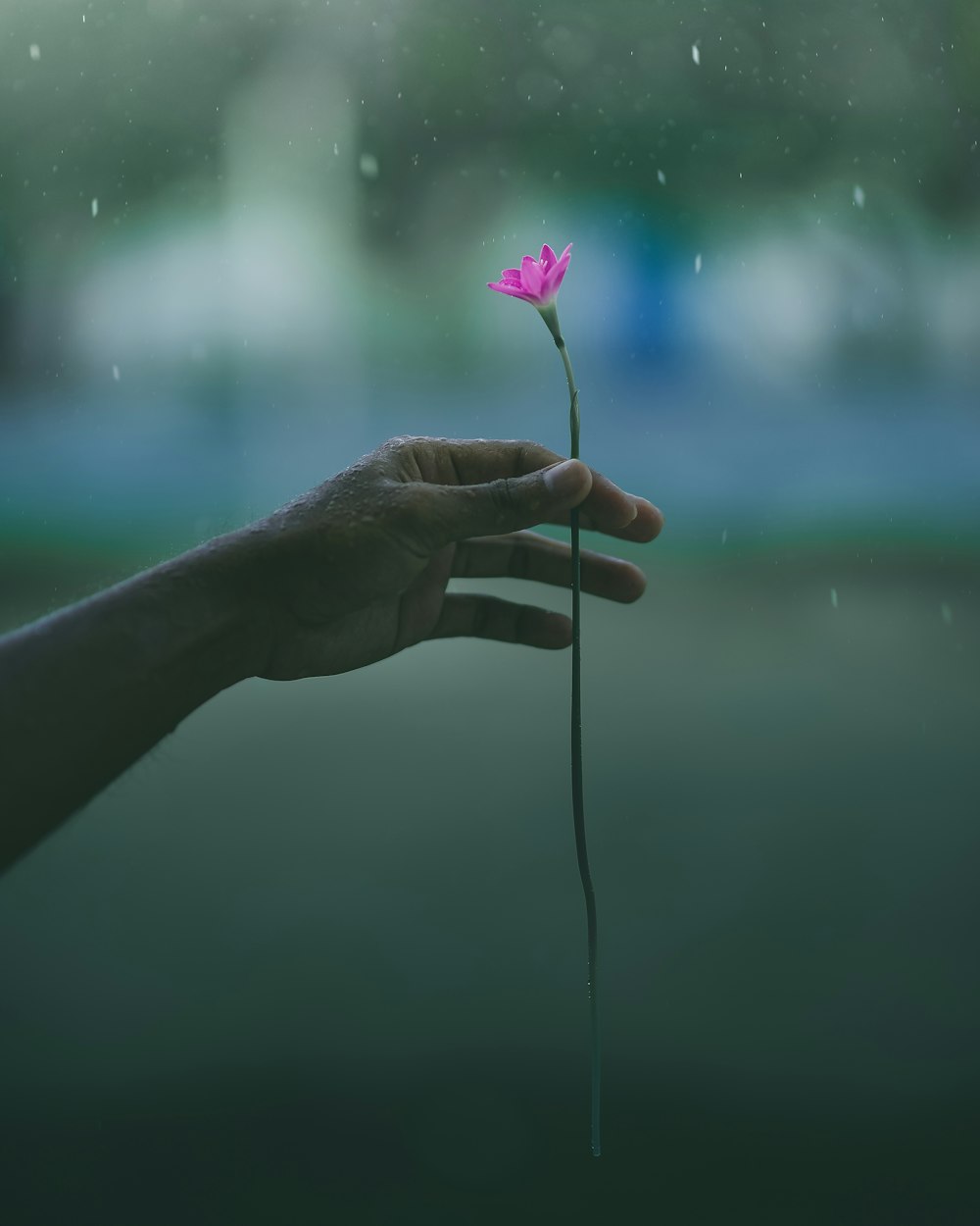 person holding pink petaled flower