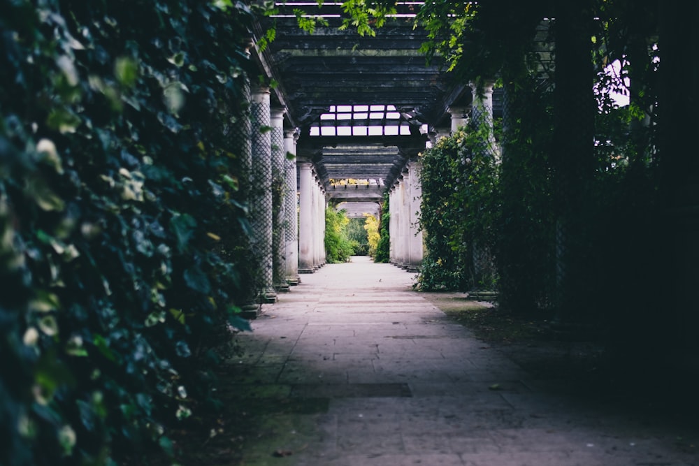 Plantas verdes en la pared