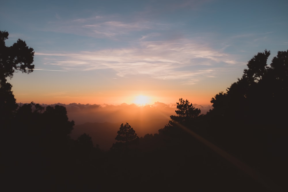 silhouette of trees in front of sunrise