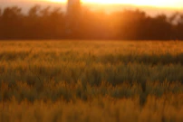 An authentic moment of a family interacting warmly in a soft sand-colored field at golden hour.