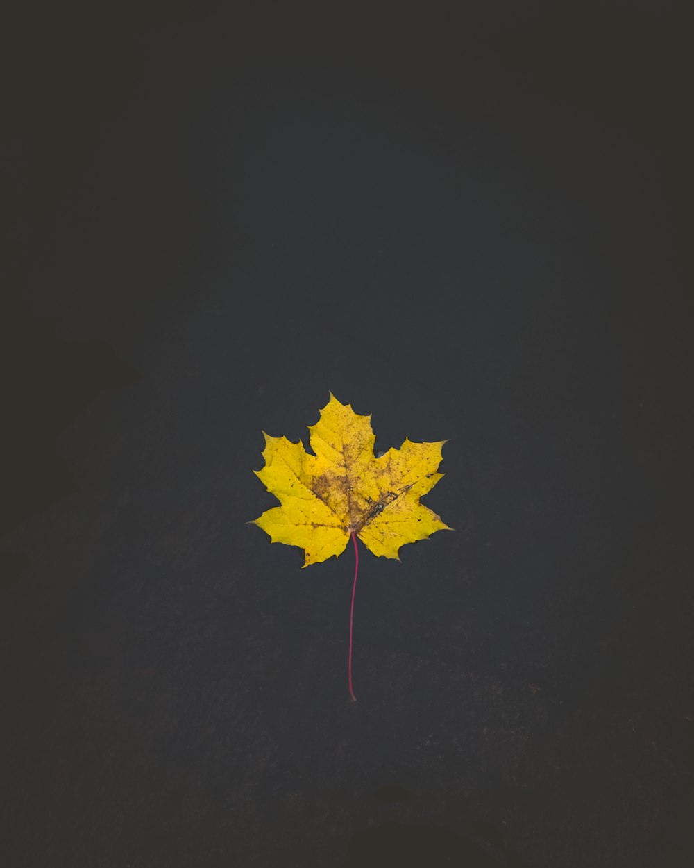 yellow maple leaf on body of water