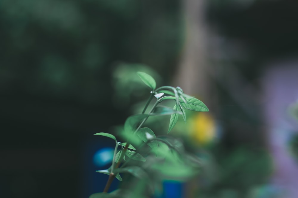 closeup photo of green leafed plant