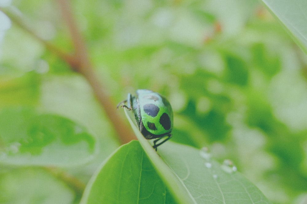 green bug on tree