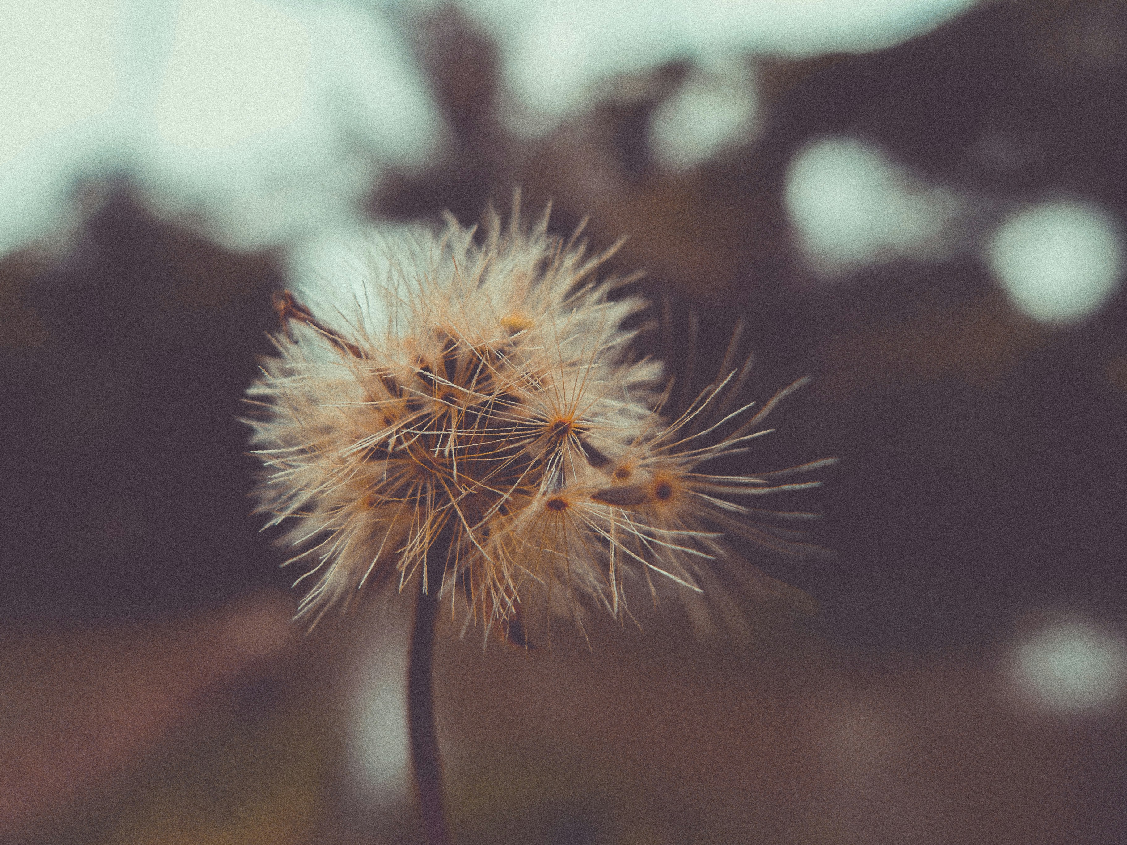close up photo of dandelion against a blurry backdrop of what looks like sky, mountains and greenery