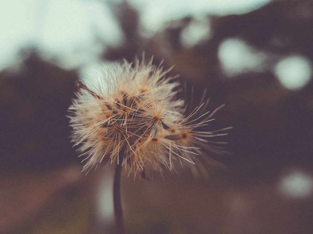 closeup photo of dandelion