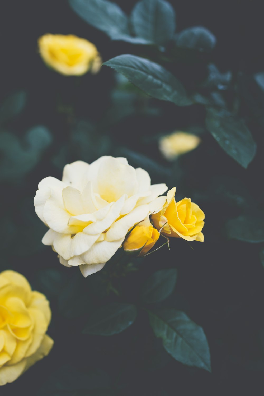 flores brancas e amarelas na planta