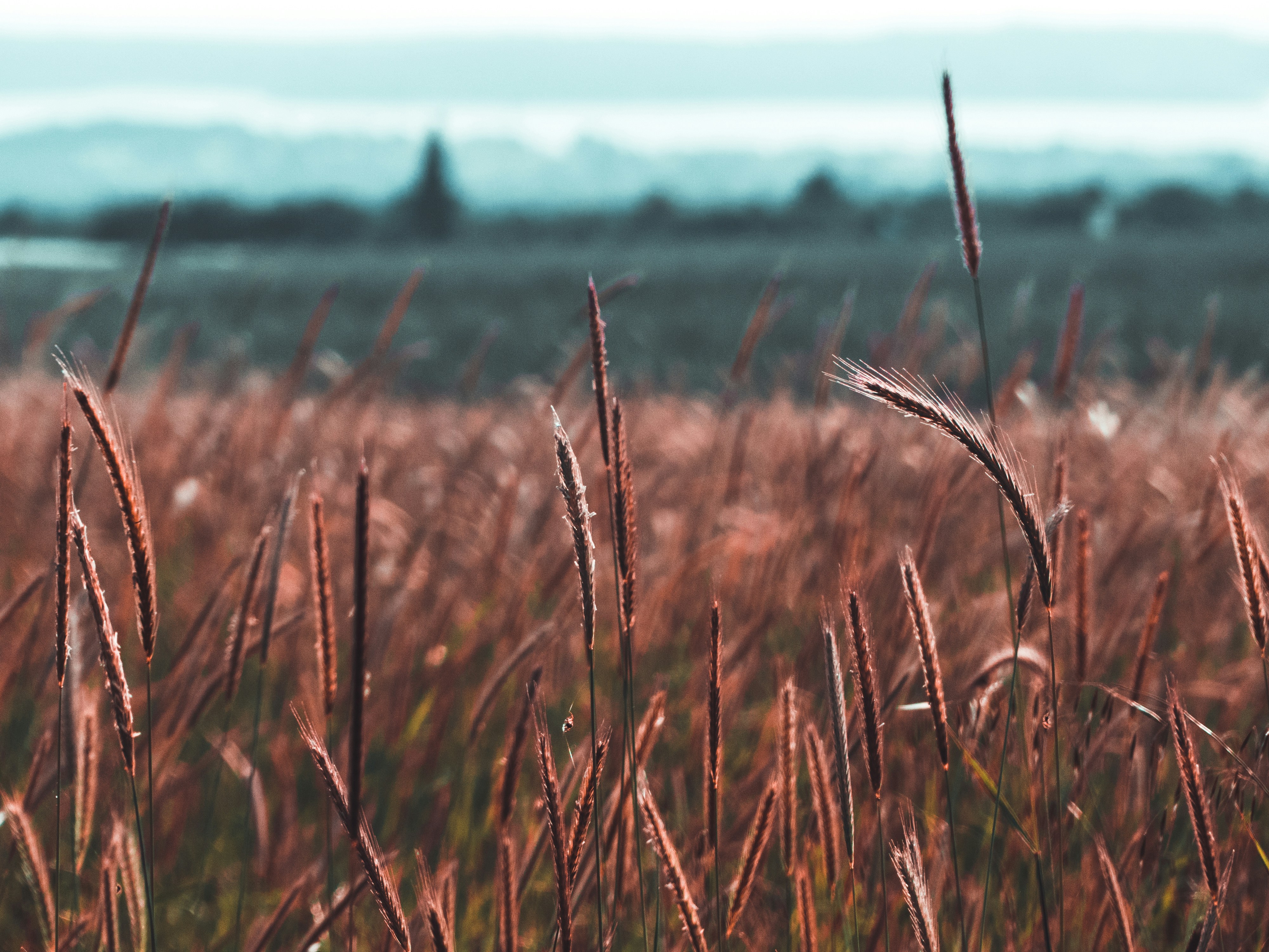 brown wheat grass
