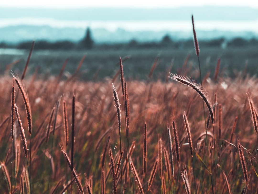 brown wheat grass