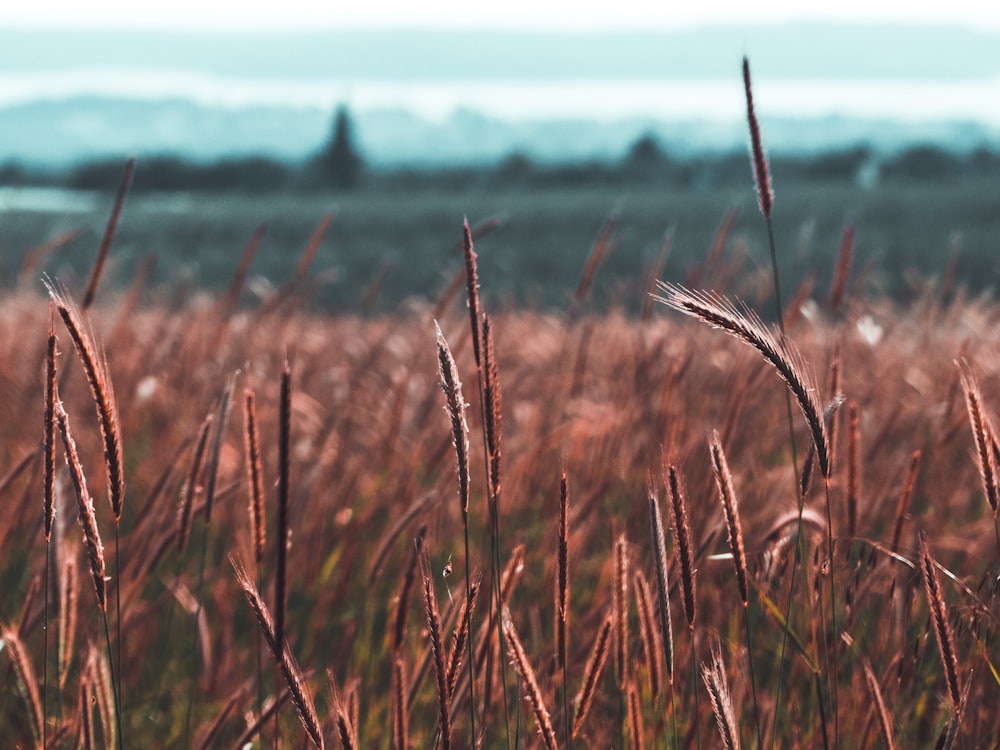 brown wheat grass