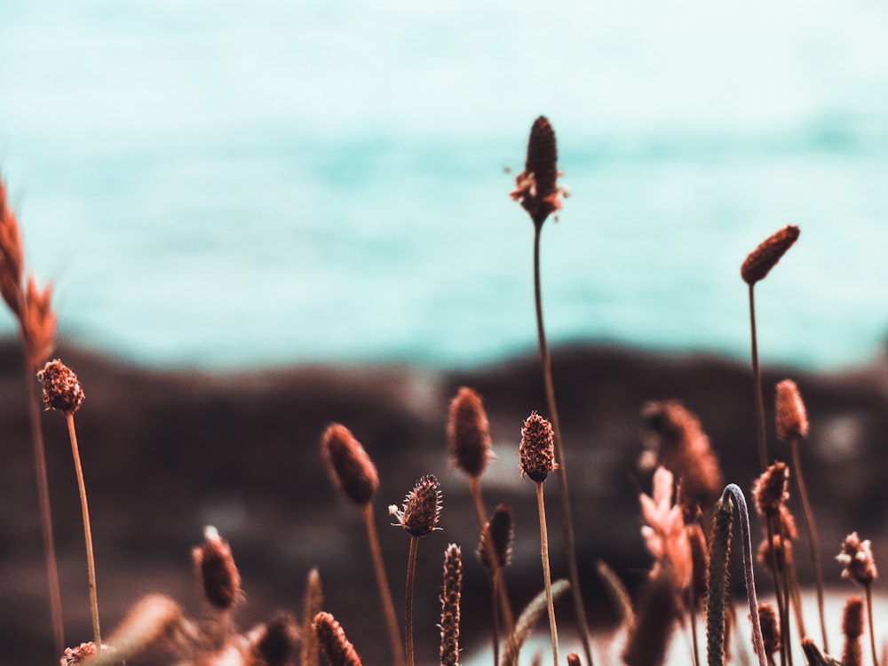 tilt shift photography of brown grass