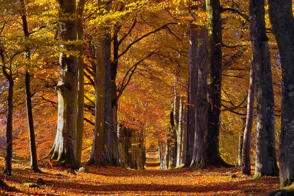 arbres à feuilles jaunes pendant la journée