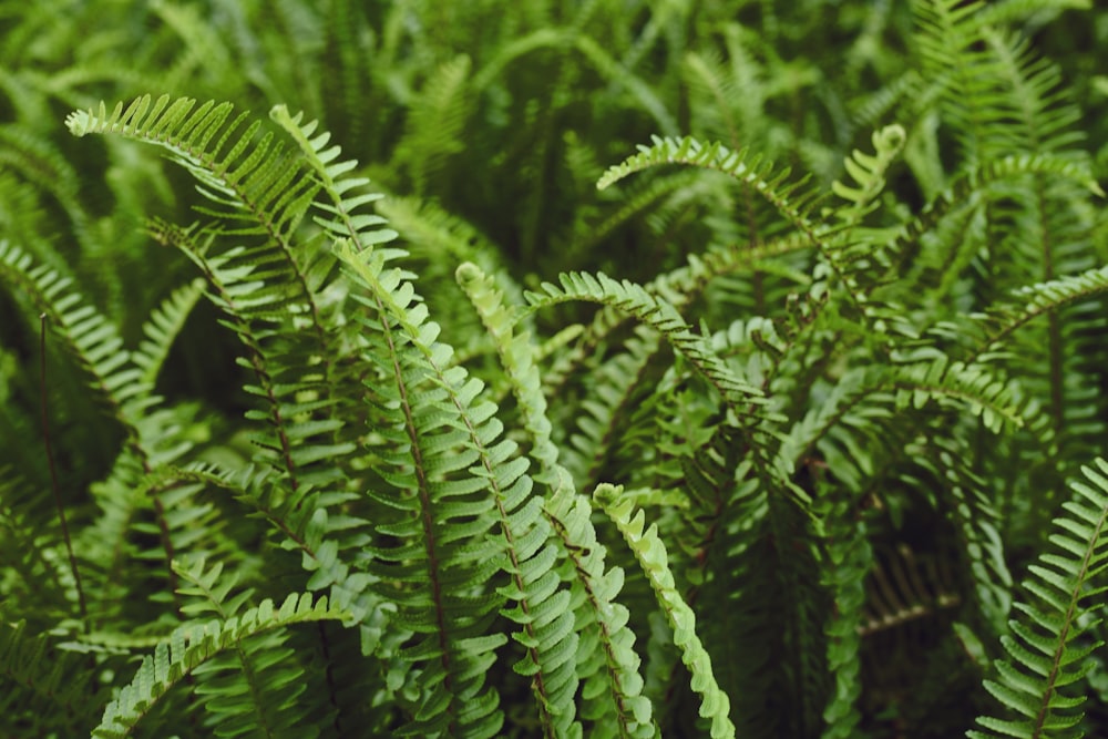 green ferns field