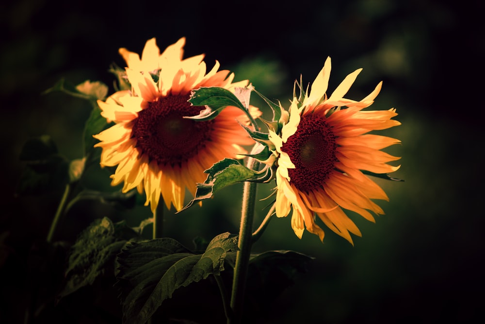 sunflowers