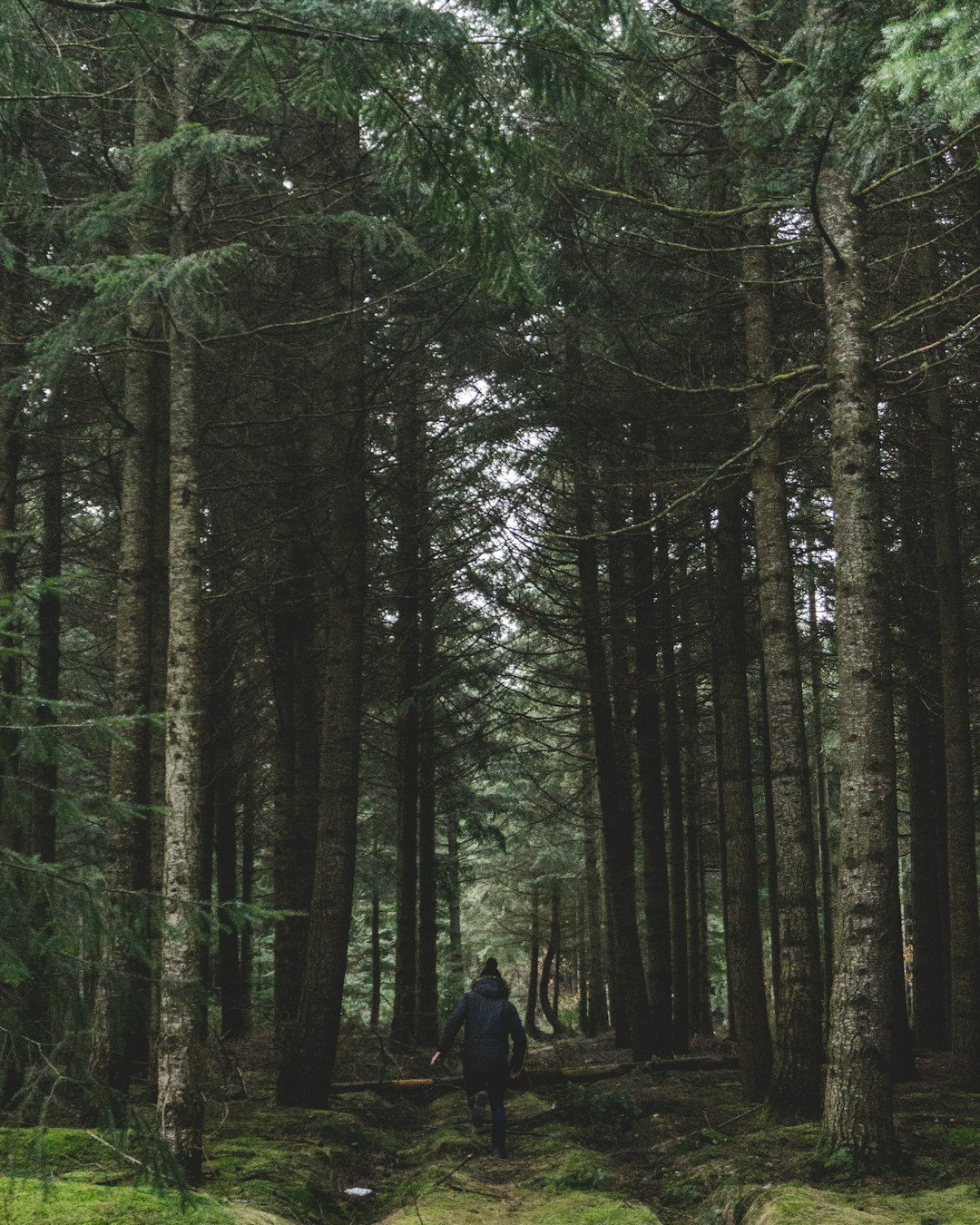 Forest photo spot Burgos Spain