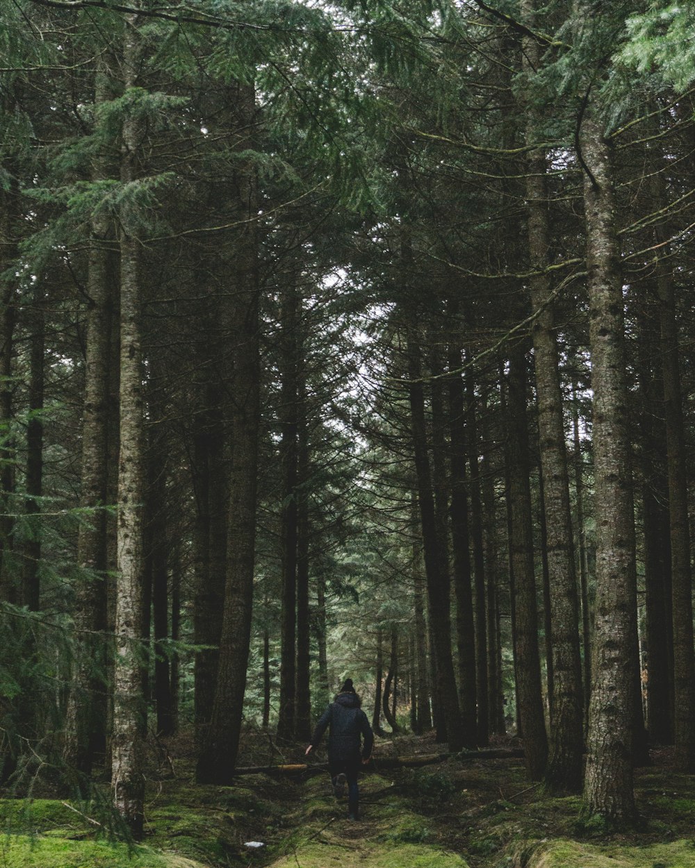 a person walking through a forest filled with tall trees