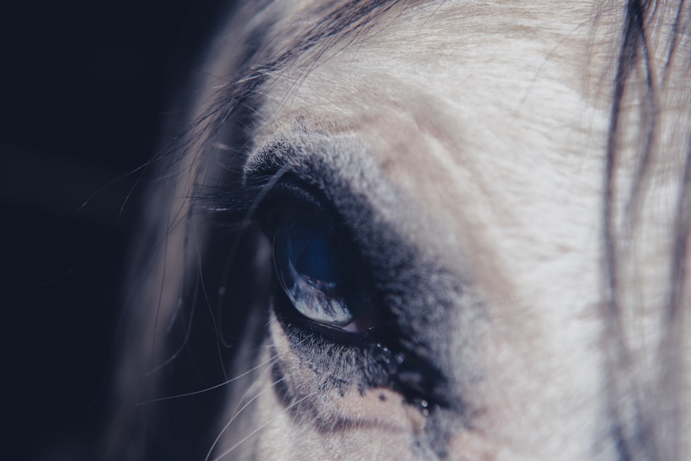 close-up photography of animal eye