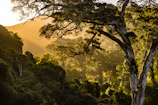 A serene Sumatran rainforest landscape with sunlight filtering through the leaves.