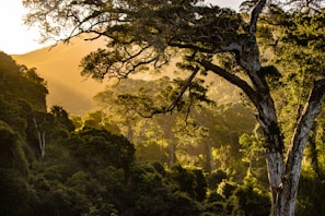 A serene landscape showcasing a forest with sunlight filtering through the trees.