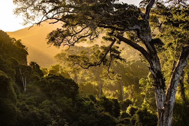A serene landscape with soft sunlight filtering through trees, symbolizing growth and tranquility.