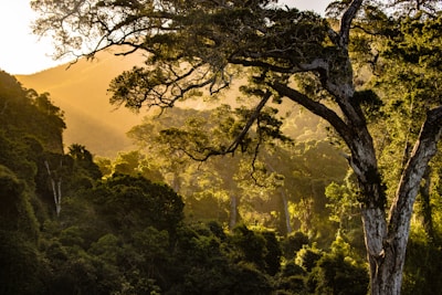 A serene landscape featuring a tranquil forest with sunlight filtering through the trees.
