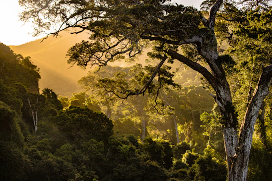 A serene forest landscape with volunteers planting trees under warm sunlight.
