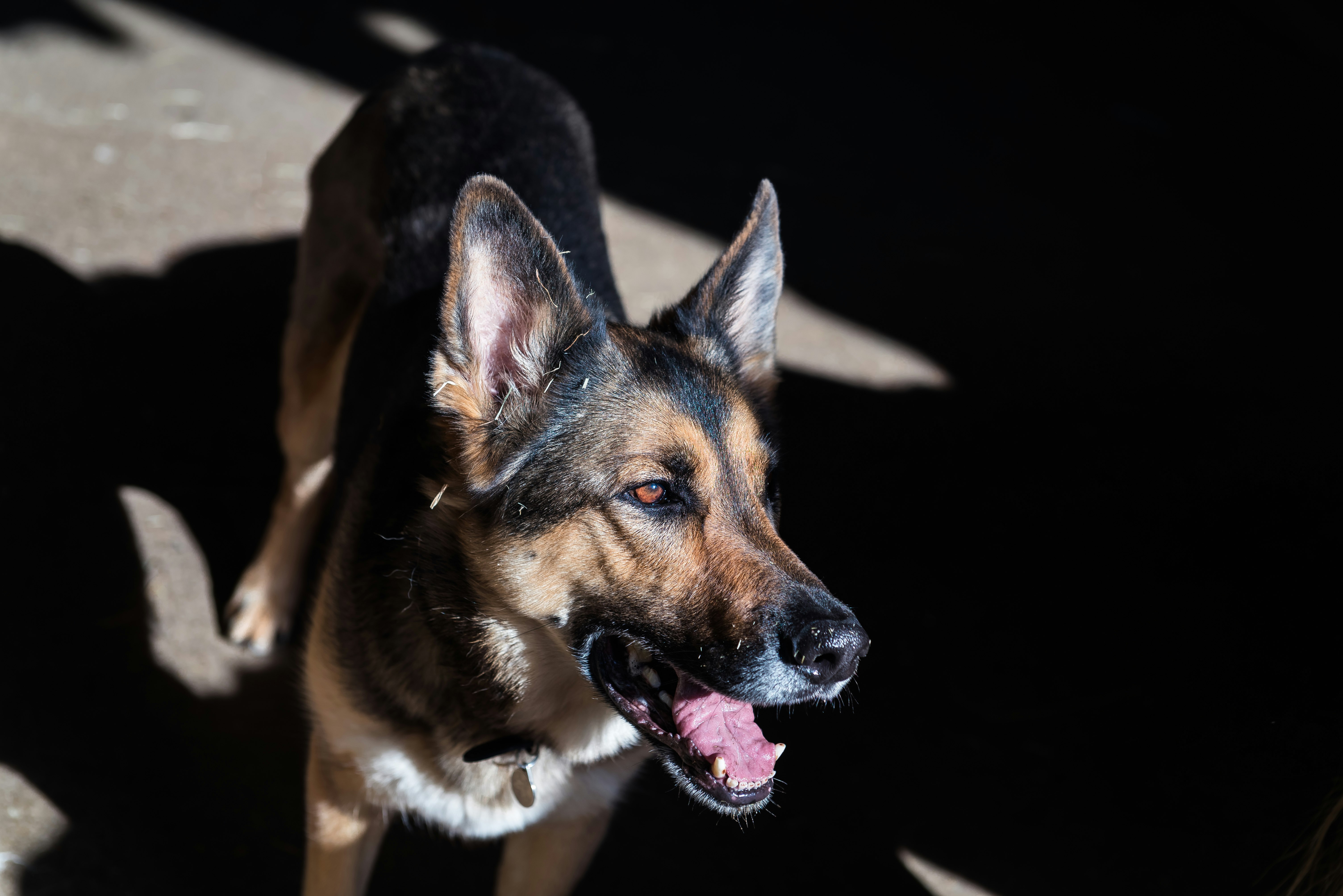 black and brown dog standing on concrete floor