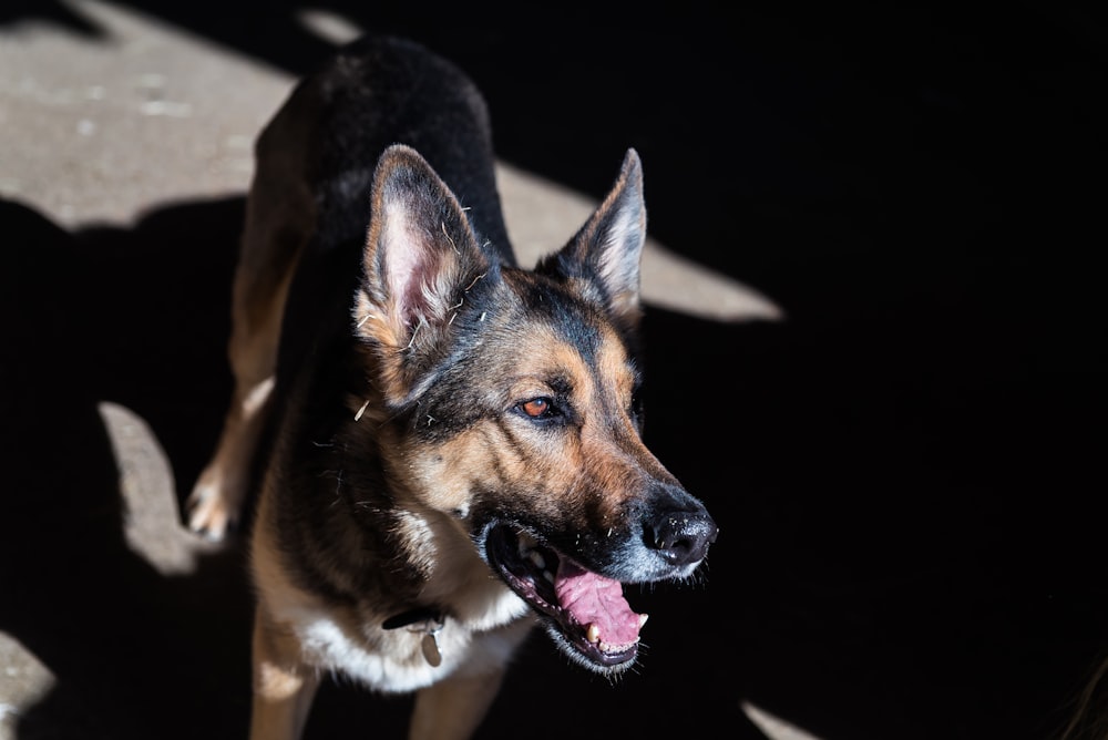 black and brown dog standing on concrete floor