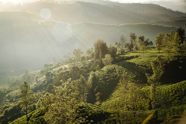 A serene view of Ooty's rolling hills with mist weaving through lush tea plantations at sunrise.