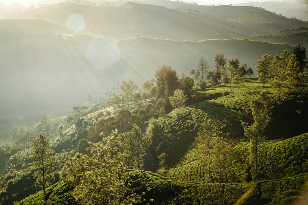 Darjeeling Gold