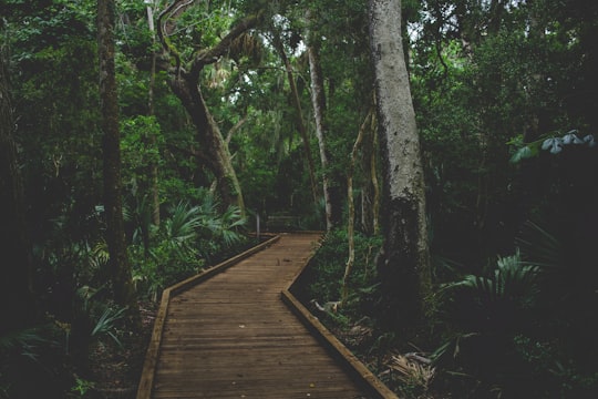 brown wooden path between trees in Canaveral National Seashore United States