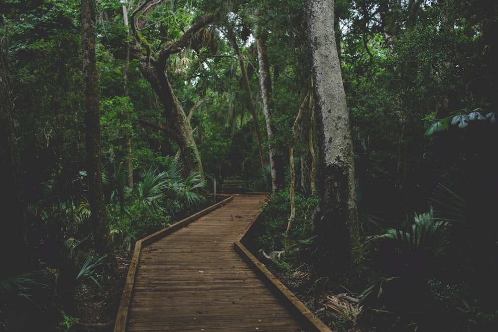 brown wooden path between trees