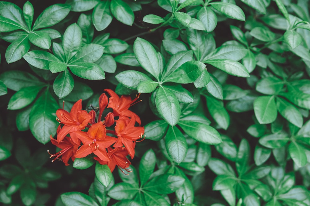 Fotografia a fuoco selettiva di fiori rossi a 5 petali