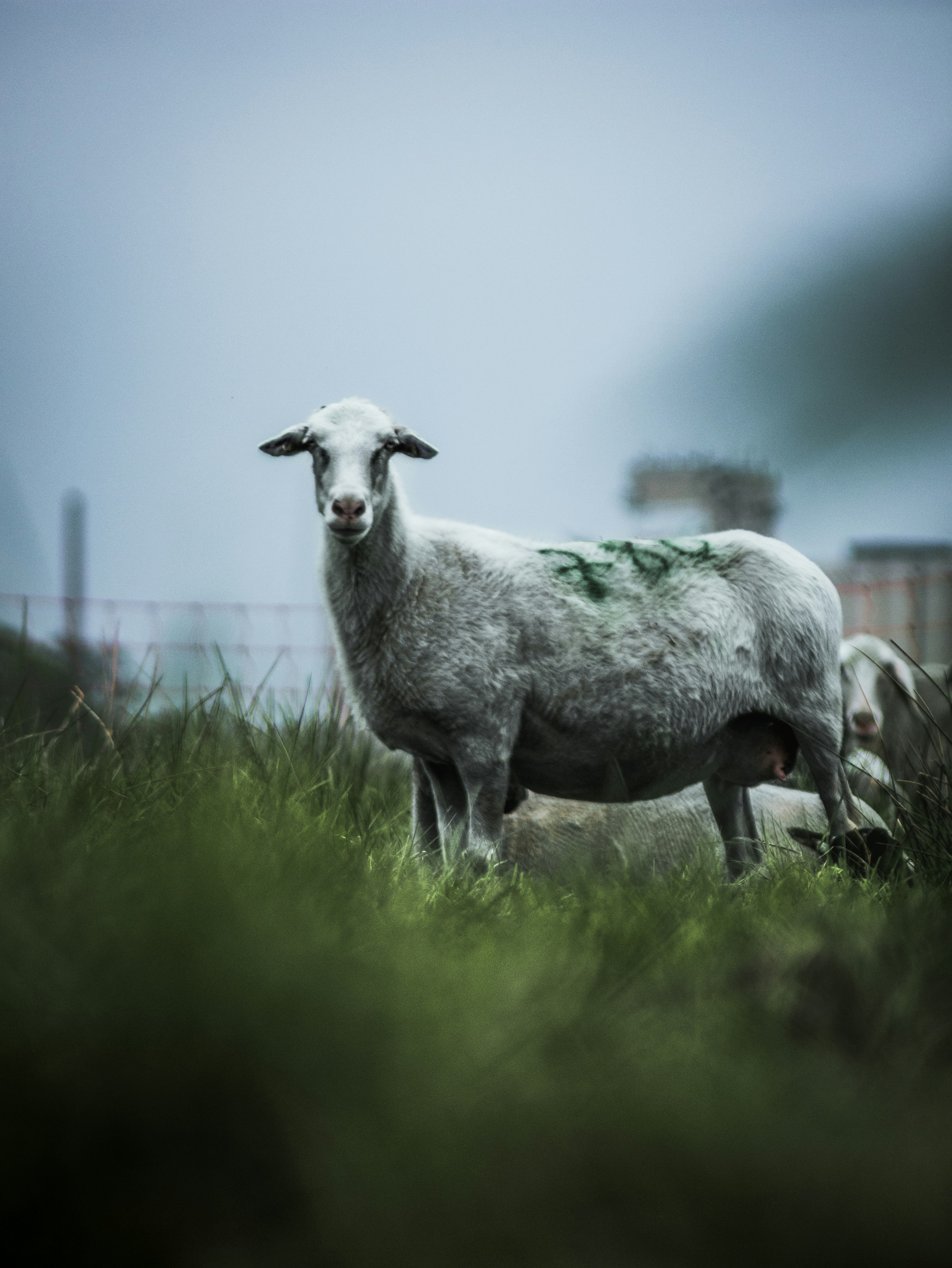 建物の近くの野原の羊の写真 Unsplashで見つけるシュヴェリーンの無料写真