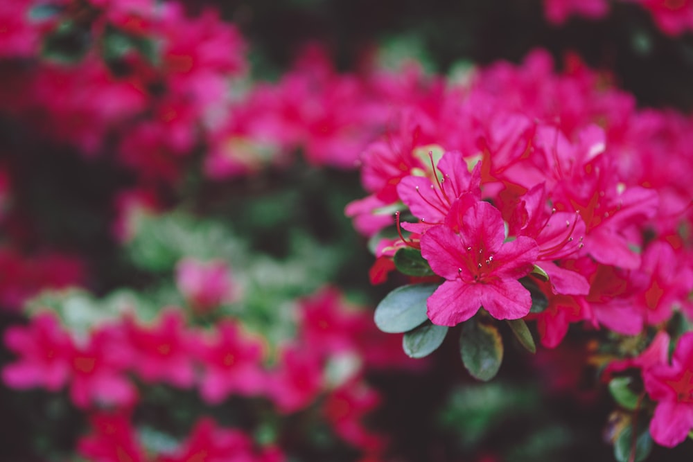 red petaled flower bloom during daytime