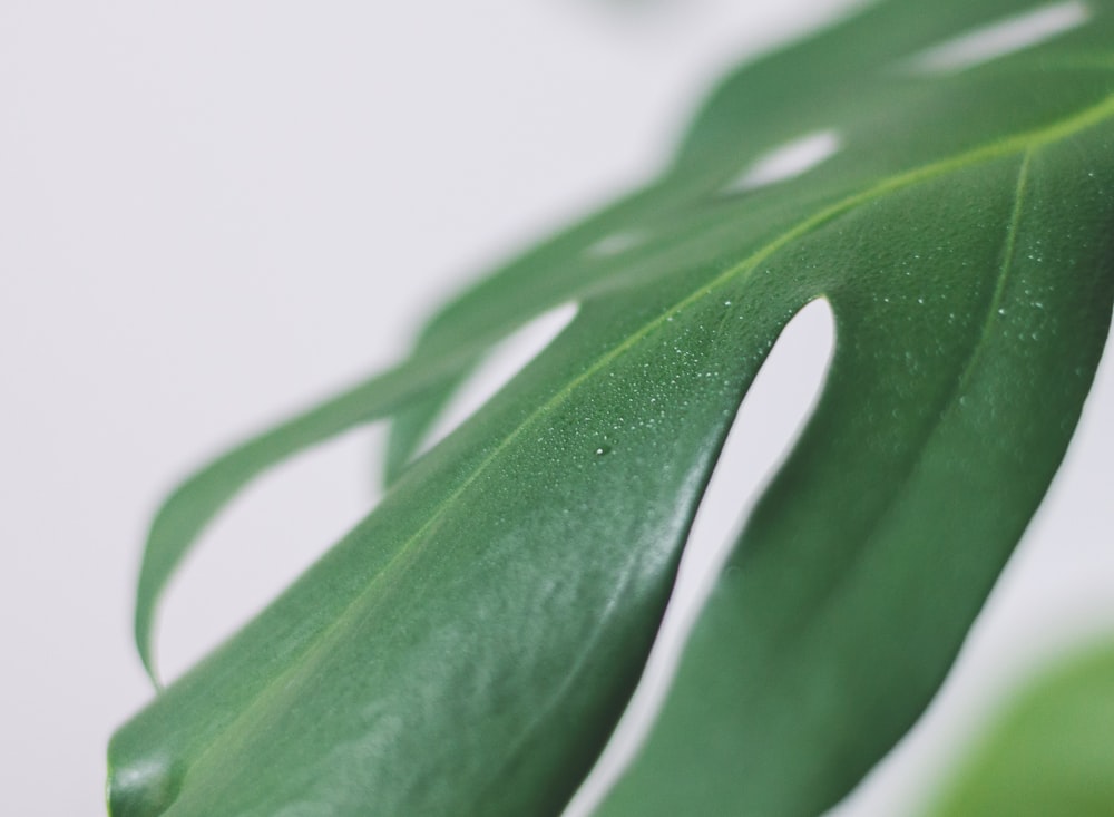 green leaf on white surface