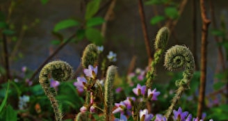 purple flower on field