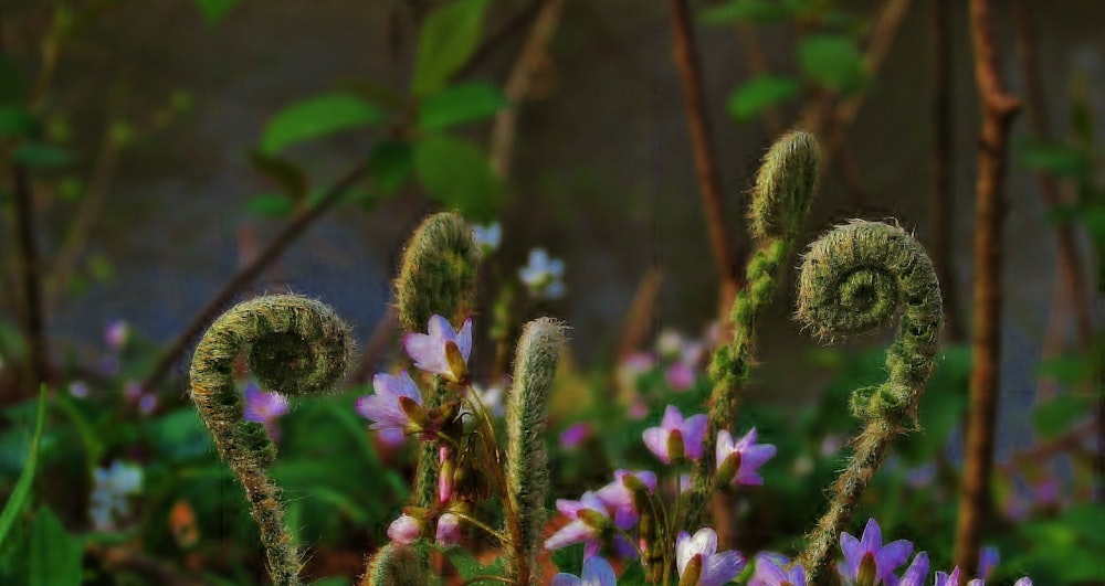 lila Blume auf dem Feld