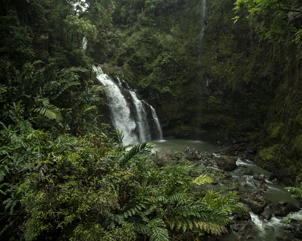 time lapse photography of falls in the jungle