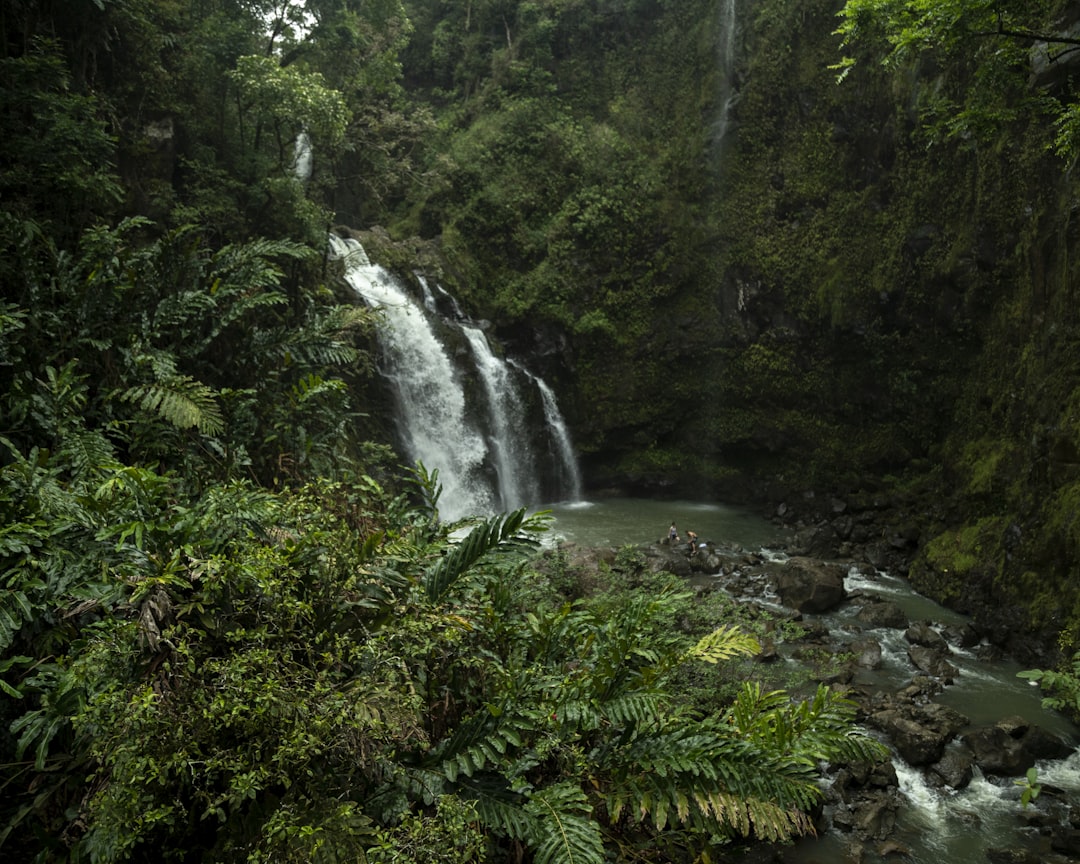 time lapse photography of falls in the jungle,