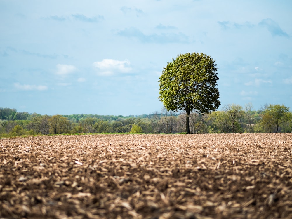 green tree under blue sky