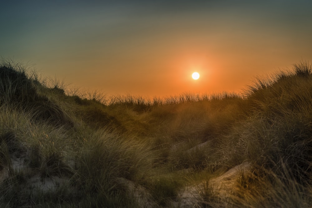 green grass field during golden hour