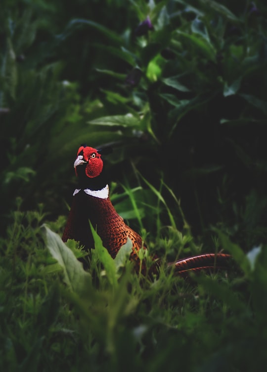 red bird surrounded by grass in Bibury United Kingdom