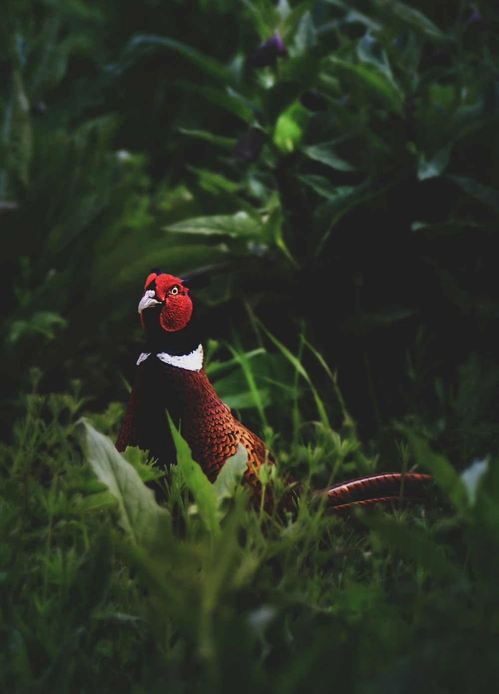 red bird surrounded by grass