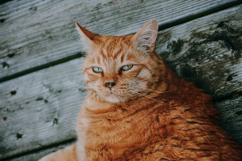 オレンジ色のぶち猫
