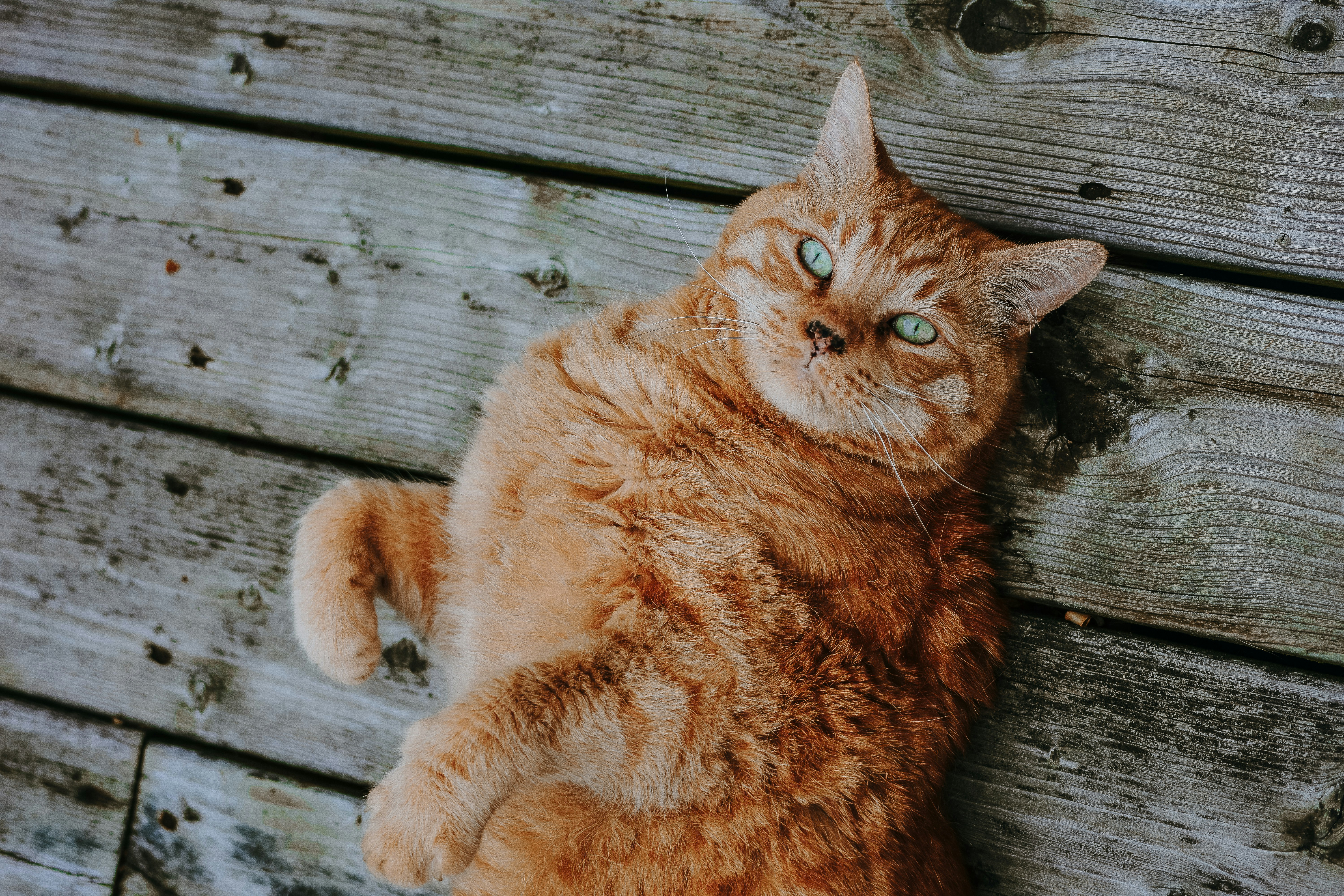 orange tabby cat laying on floor