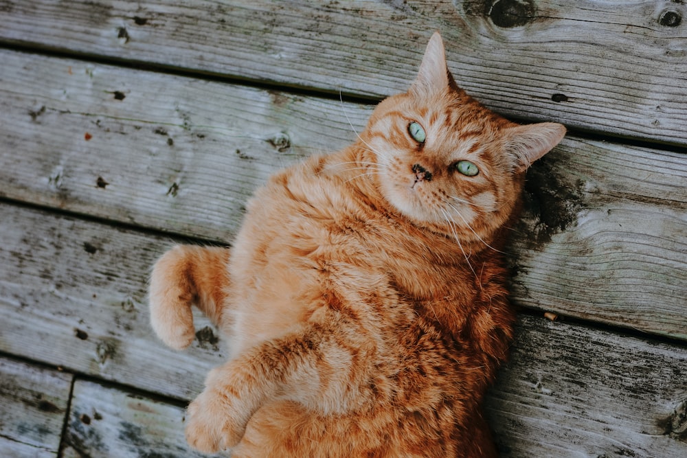 orange tabby cat laying on floor