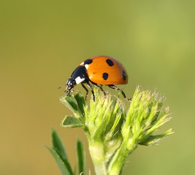 macro photography of orange and black bug perching on plant insect google meet background