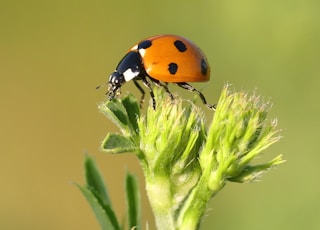 macro photography of orange and black bug perching on plant